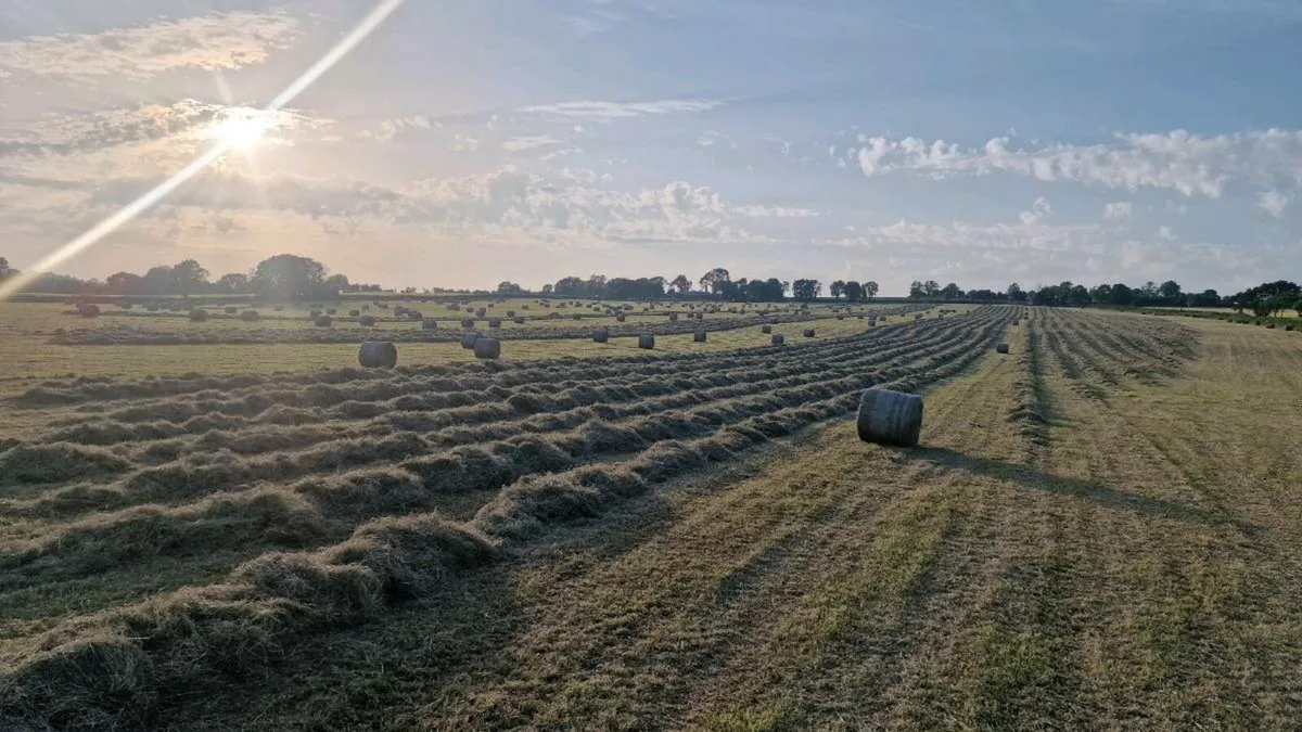 Hay for sale - Image 1