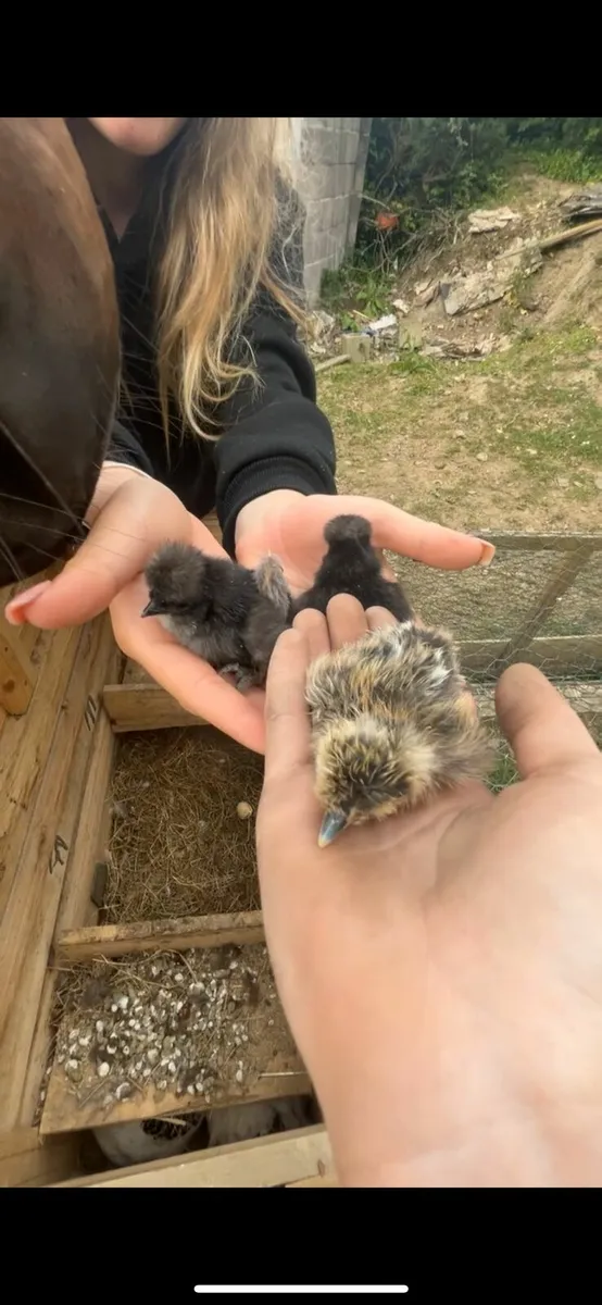 Silkie Chucks silkie chicks and hatching Eggs - Image 2
