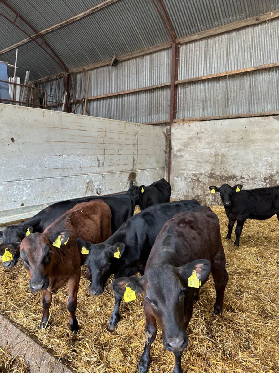 Angus heifers - Image 1