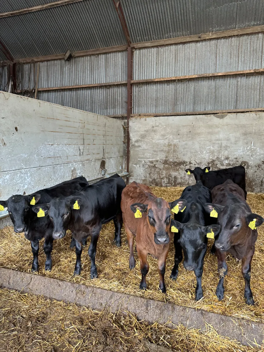 Angus heifers - Image 4