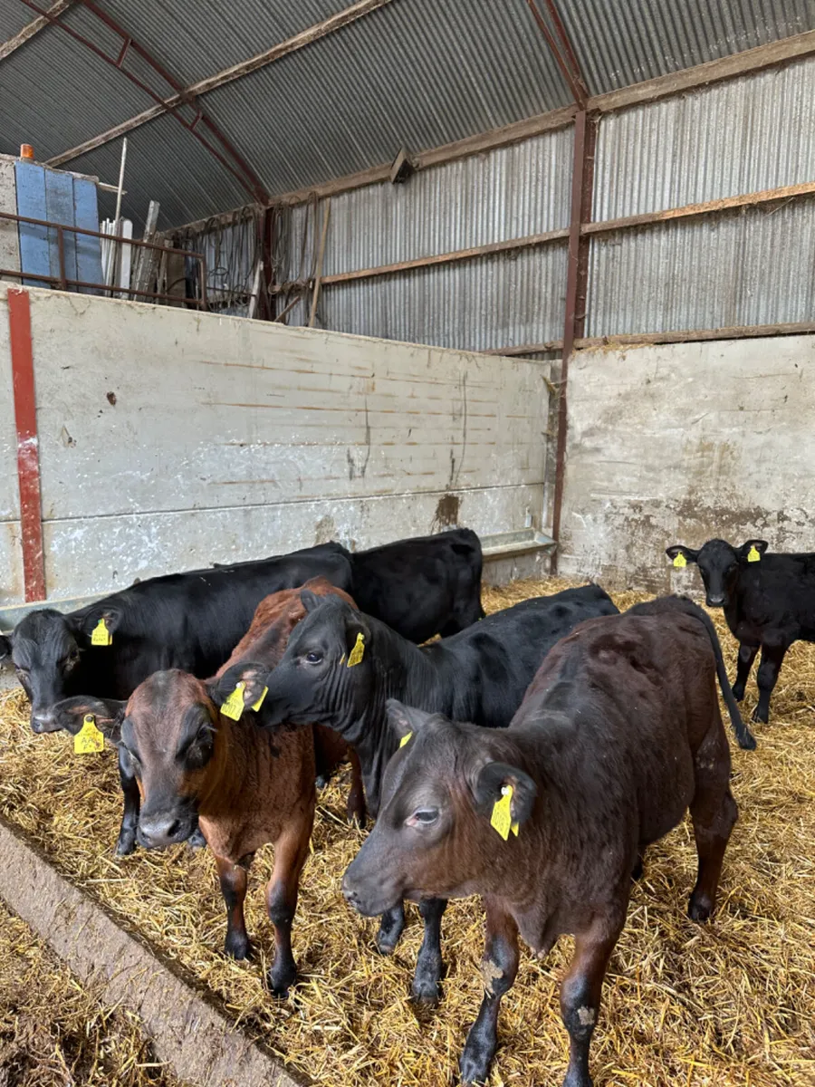 Angus heifers - Image 3
