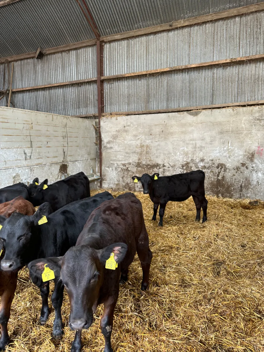 Angus heifers - Image 2