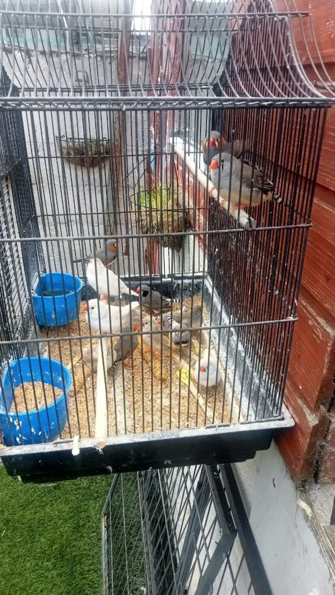 Birds - Image 1