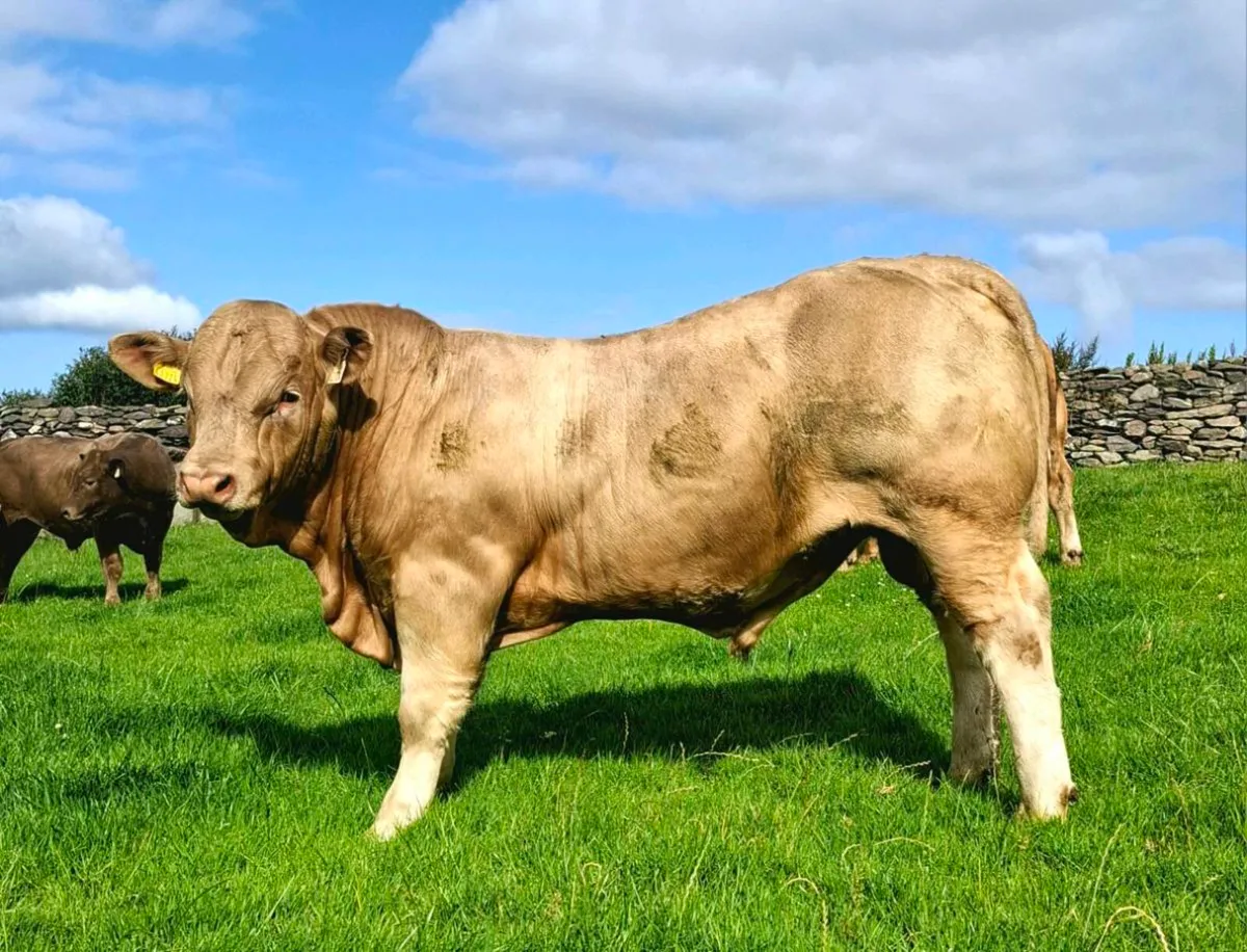 E &U grade weanlings - Image 2