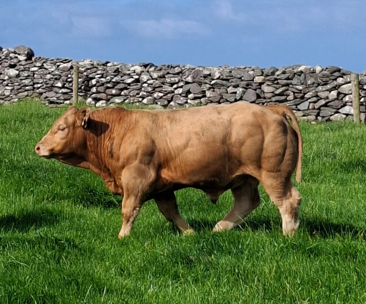 E &U grade weanlings - Image 3
