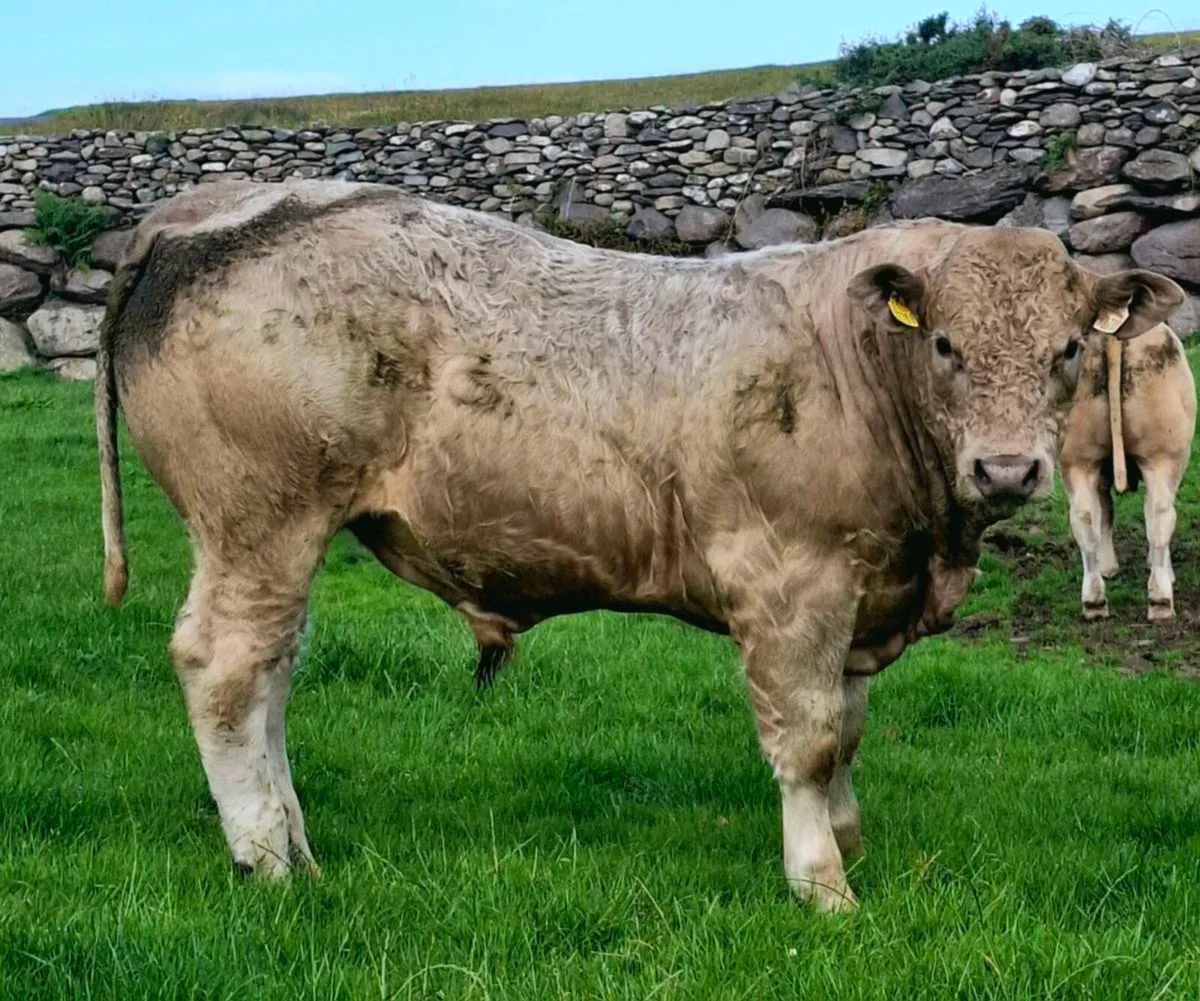 E &U grade weanlings - Image 4