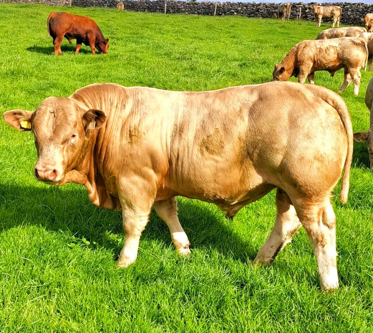 E &U grade weanlings - Image 1