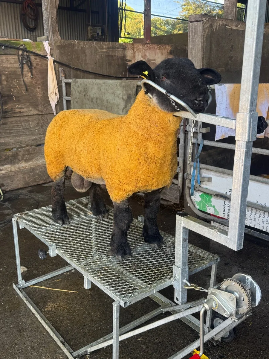 Sis Approved Suffolk lamb - Image 3