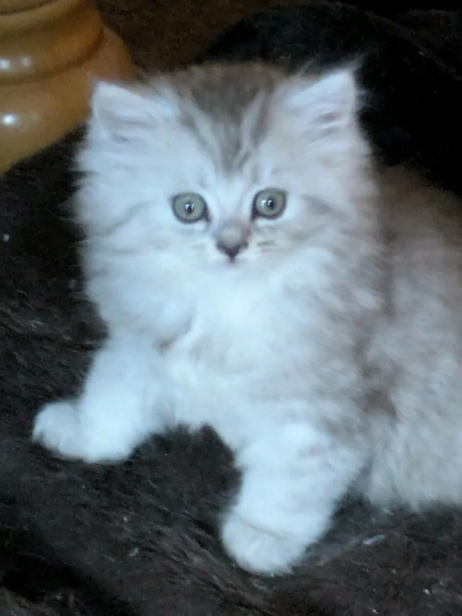 ABSOLUTELY STUNNING CHINCHILLA PERSIAN CROSS KITTE - Image 1