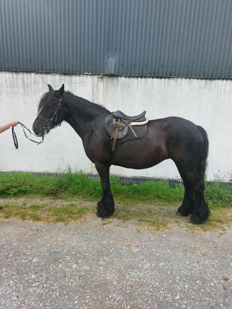 14.2 Cob - Image 1