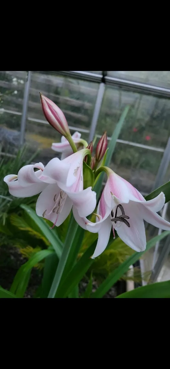 Crinum lily - Image 1