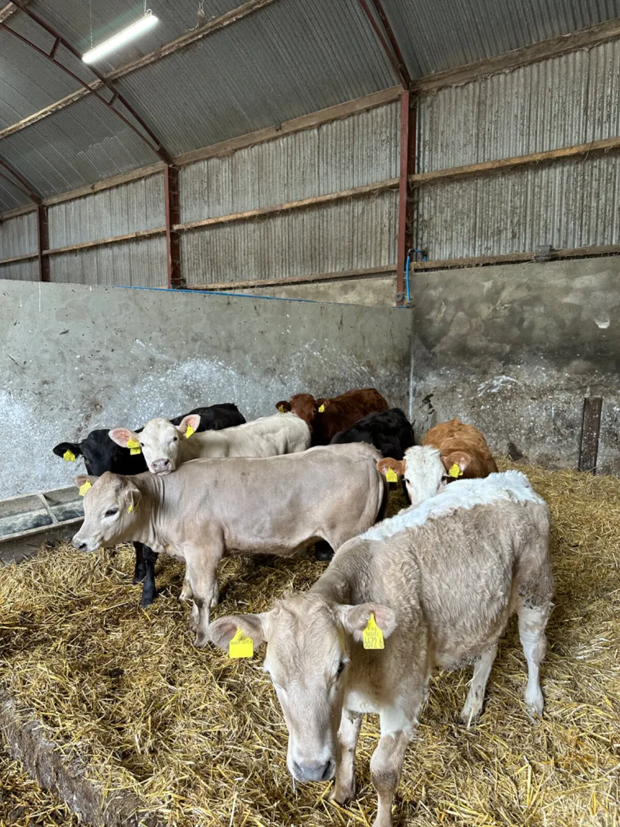 Charolais and lim heifers - Image 3