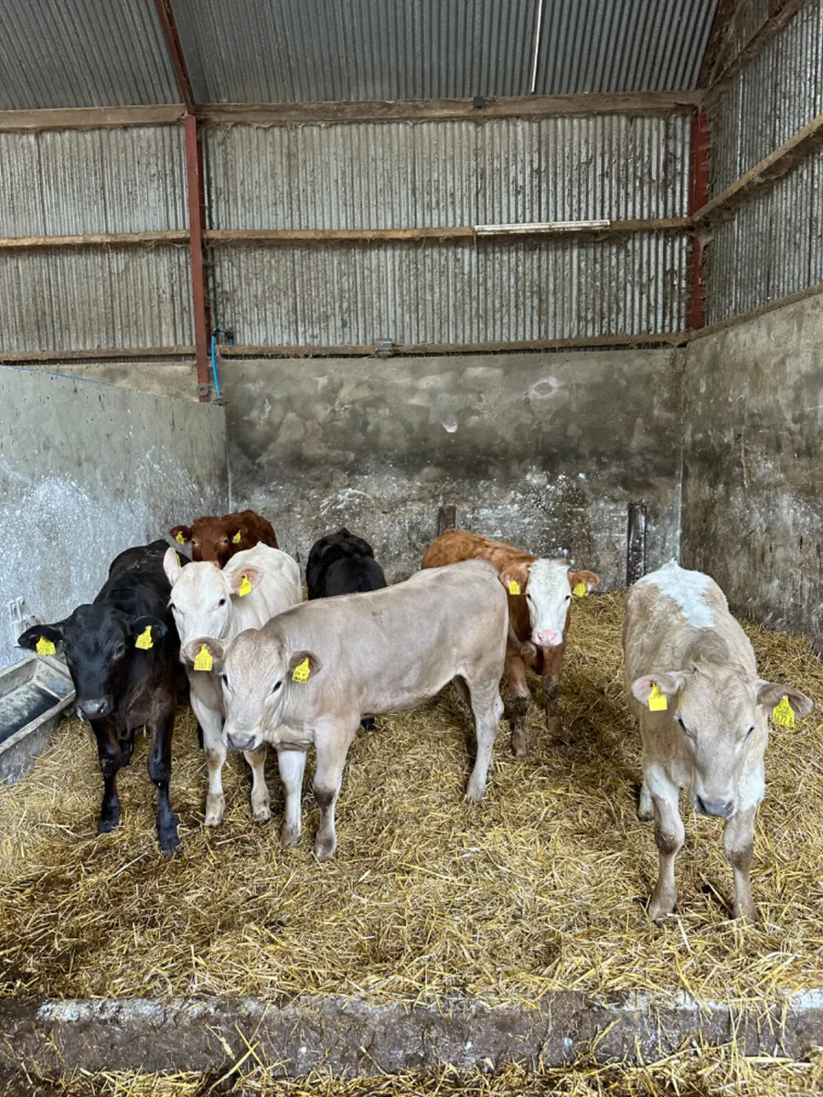 Charolais and lim heifers - Image 2