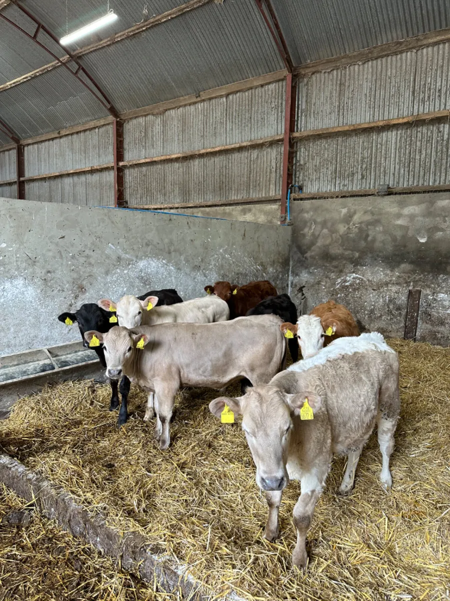 Charolais and lim heifers - Image 1