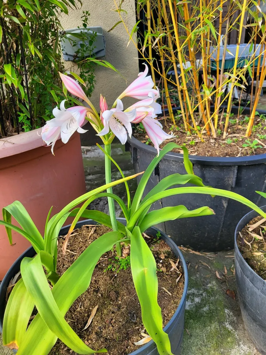 Crinum lily - Image 2