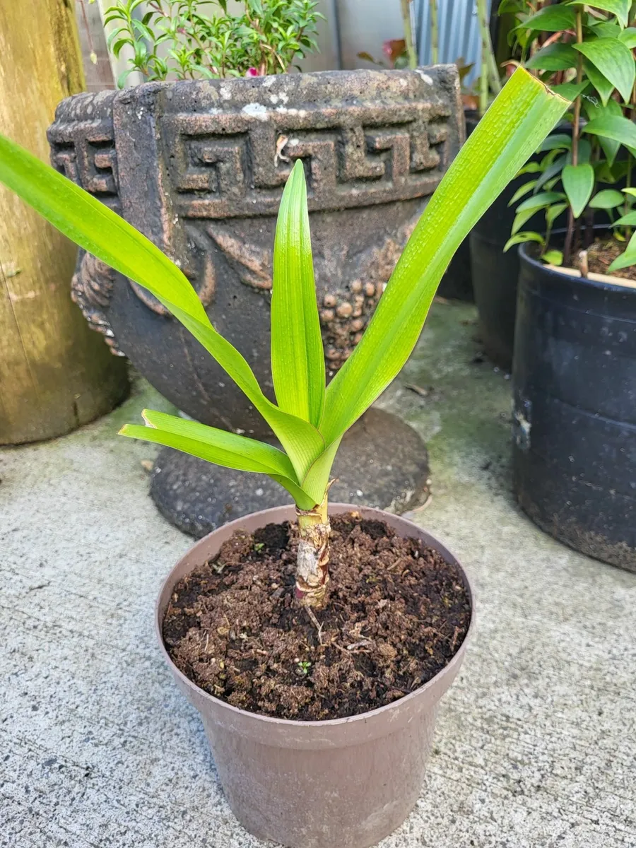Crinum lily - Image 3