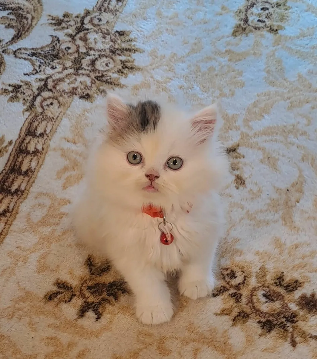 Purebred Scottish Longhaired Kitten - Image 2