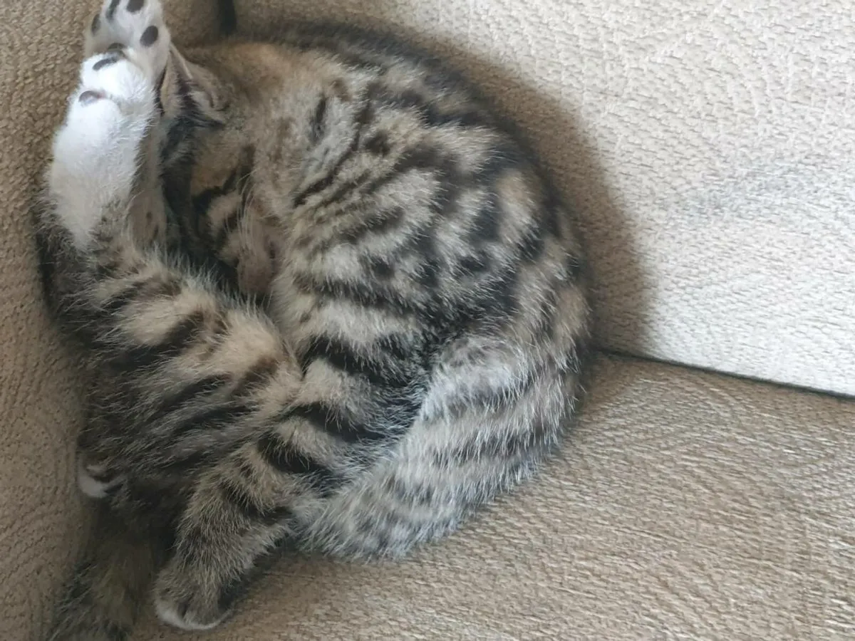Kittens - Image 1
