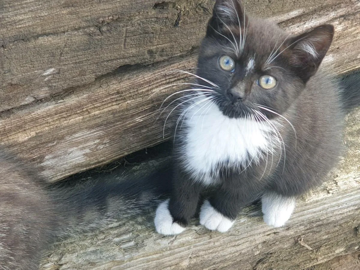 Kittens - Image 2