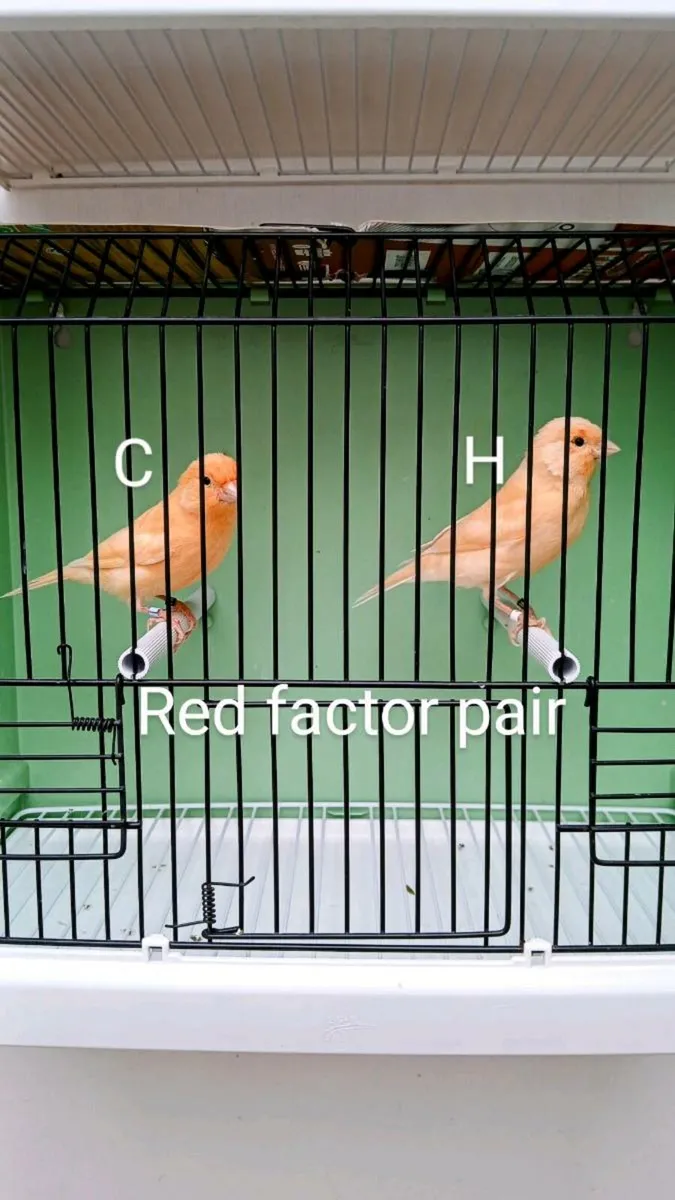 canaries - Image 2
