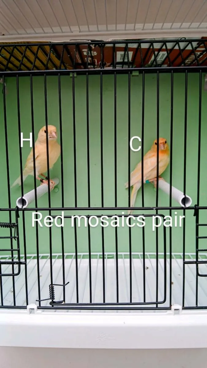 canaries - Image 3