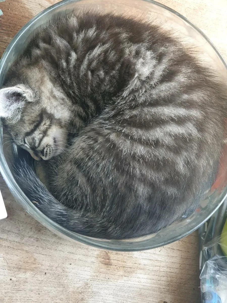 Kittens - Image 3
