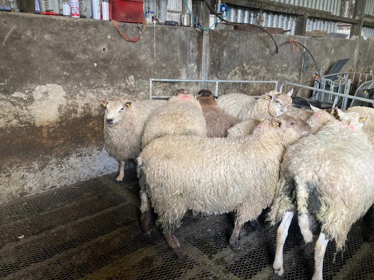 10 Heavy Hoggets - Image 1