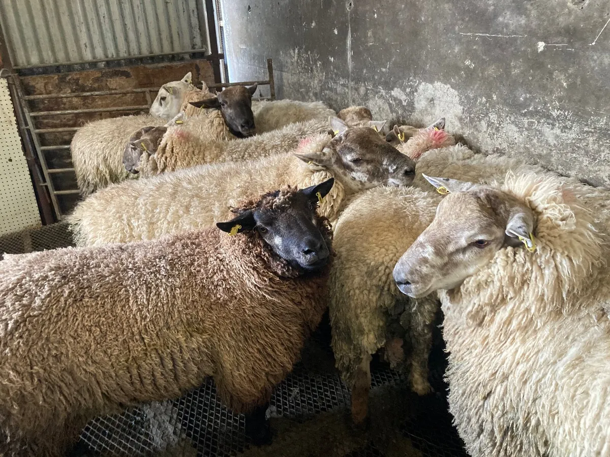 10 Heavy Hoggets - Image 2