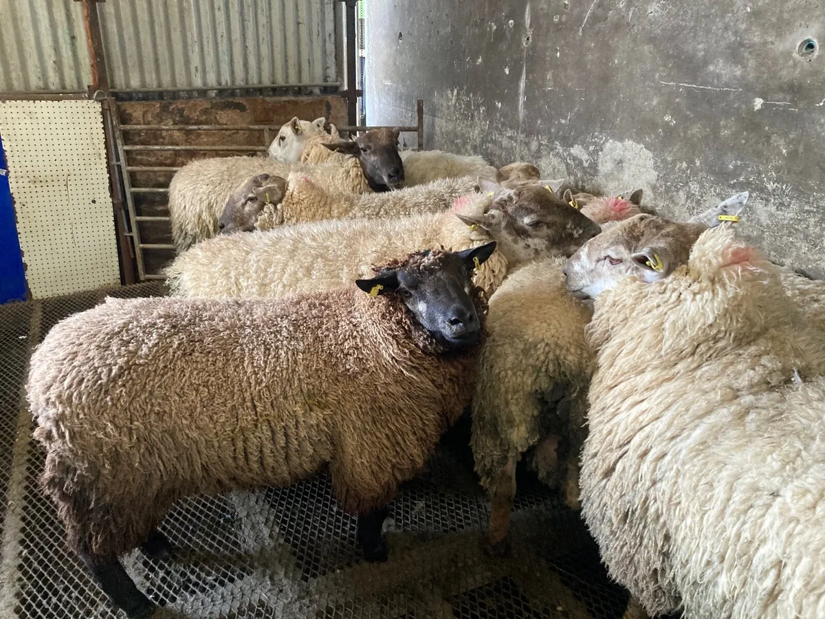 10 Heavy Hoggets - Image 3