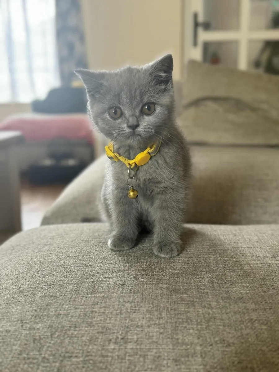 British Short Hair Kitten - Image 1