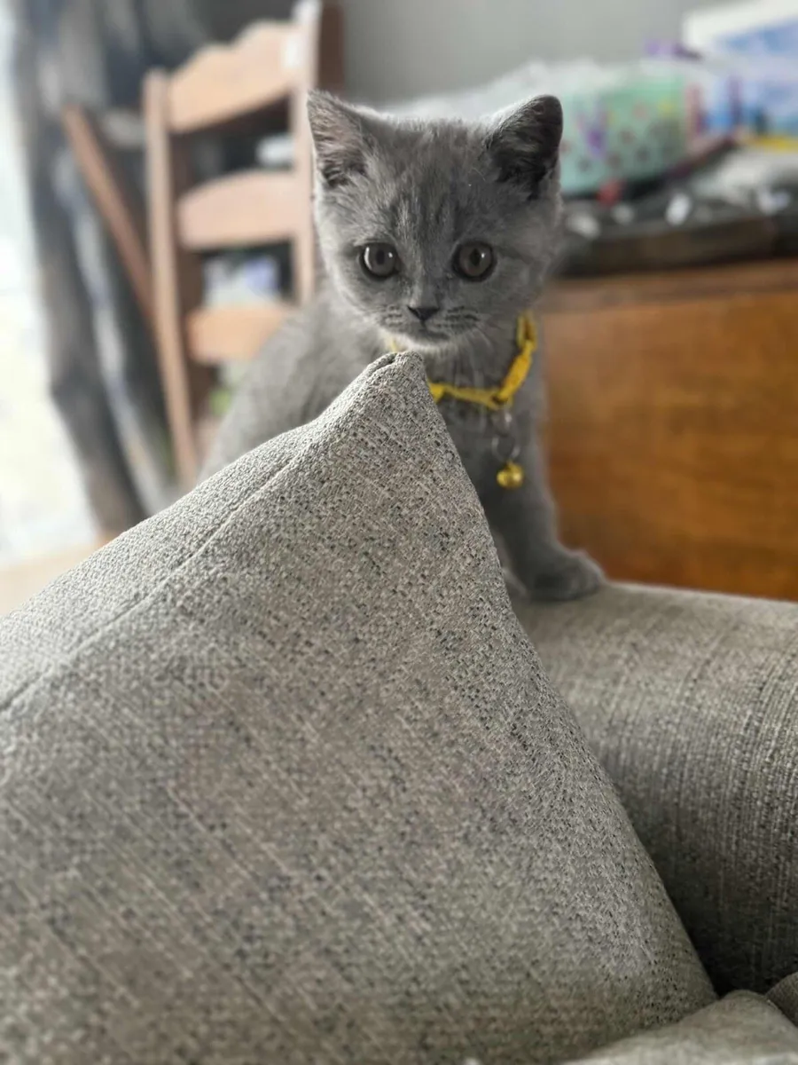British Short Hair Kitten - Image 2
