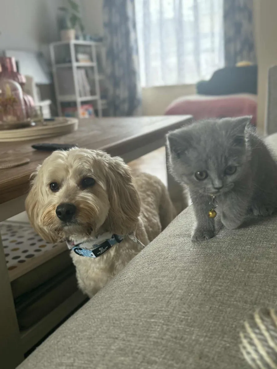 British Short Hair Kitten - Image 3