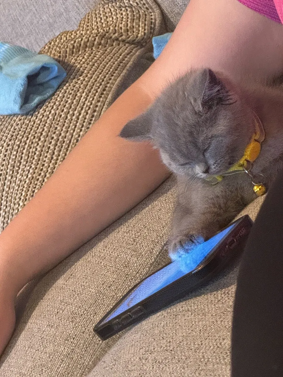 British Short Hair Kitten - Image 4