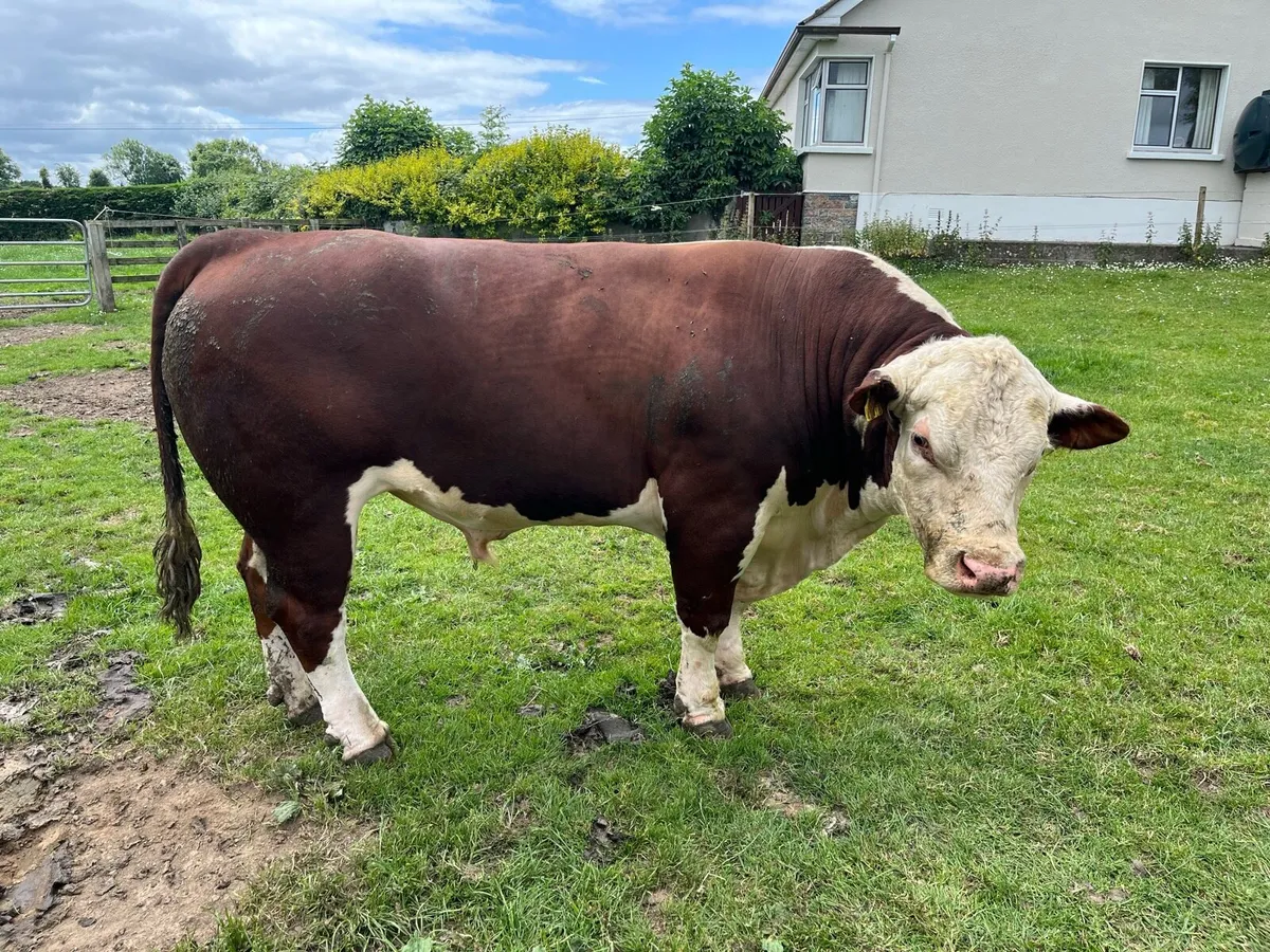 Bull - Image 1