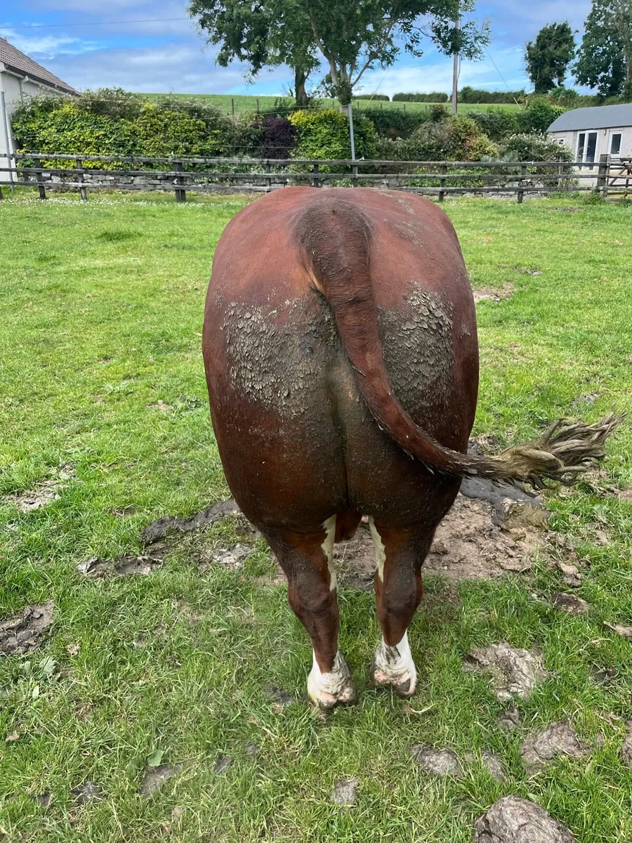 Bull - Image 2