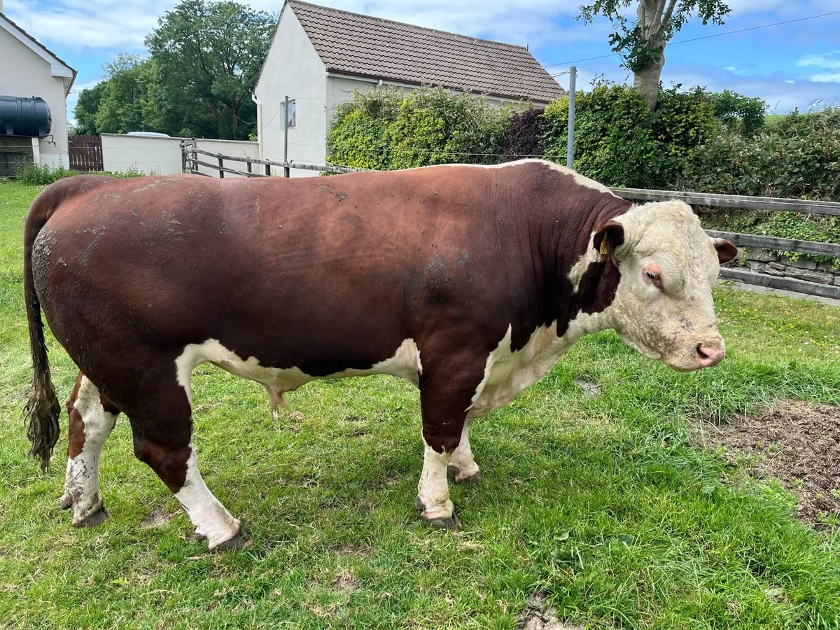 Bull - Image 3