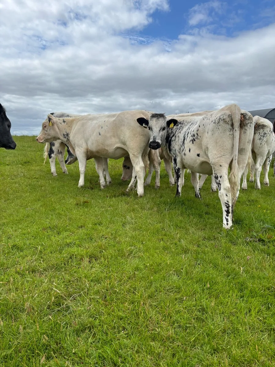 Belgium Blue Heifers - Image 4