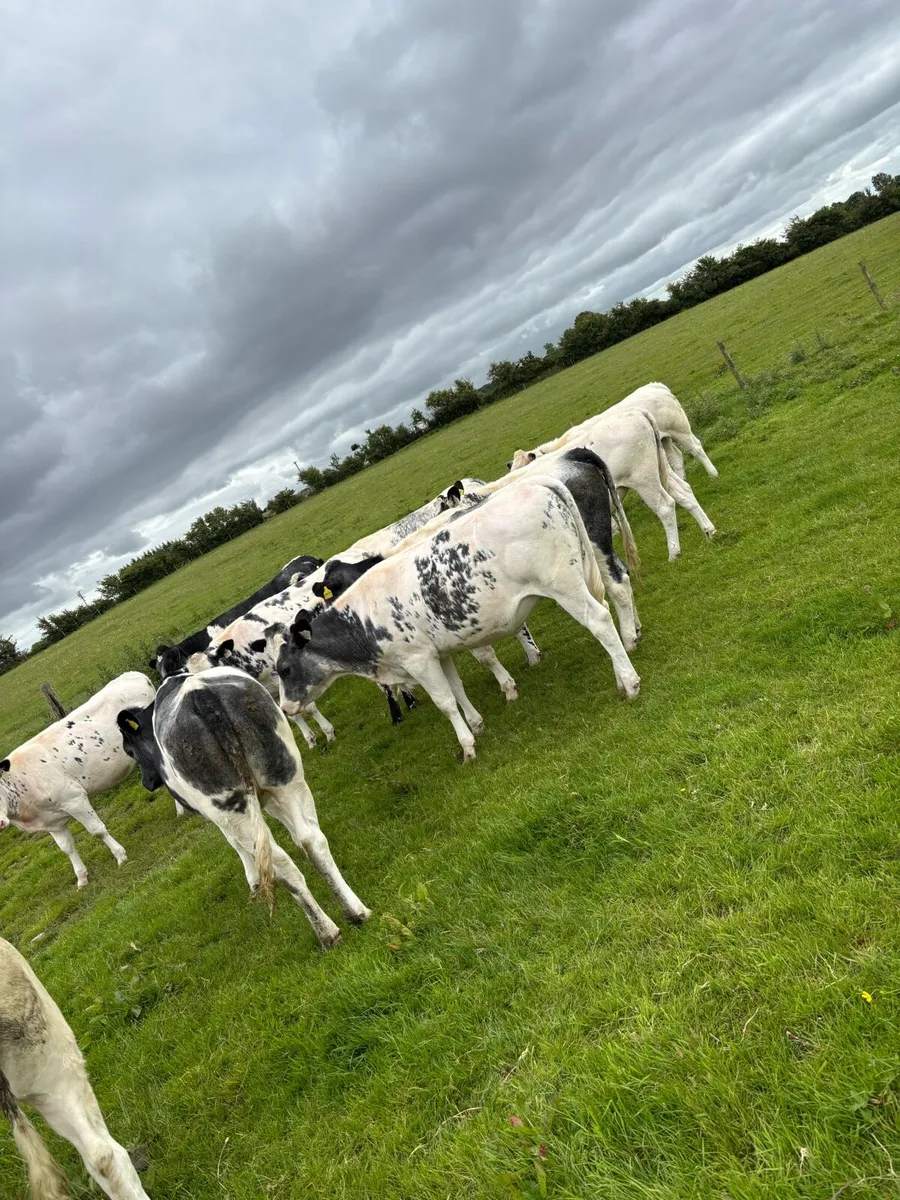 Belgium Blue Heifers - Image 2
