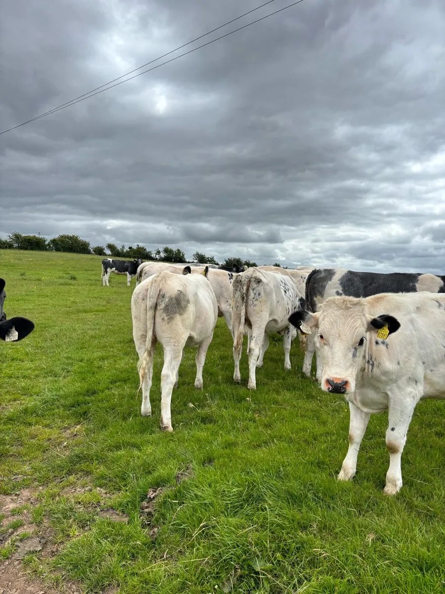 Belgium Blue Heifers - Image 3