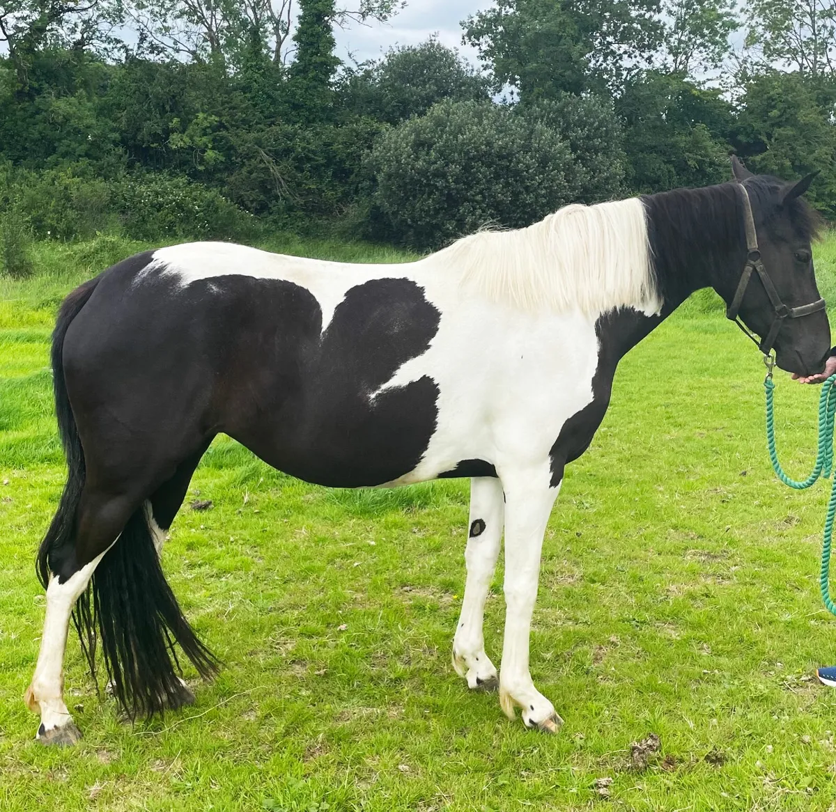Horse - coloured sporthorse filly - Image 2