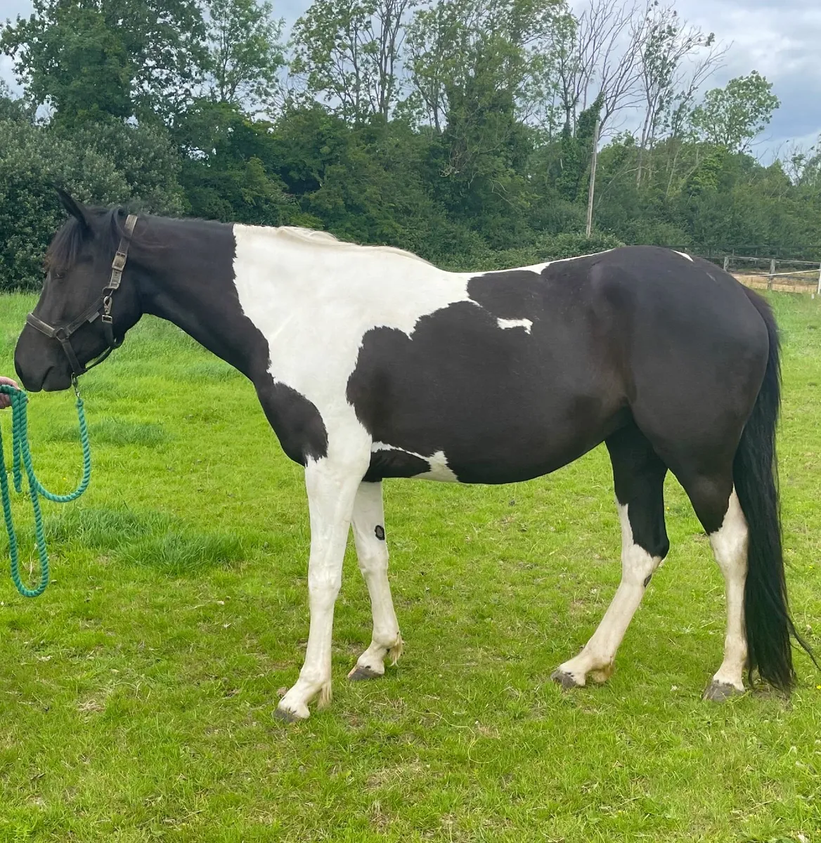 Horse - coloured sporthorse filly - Image 1