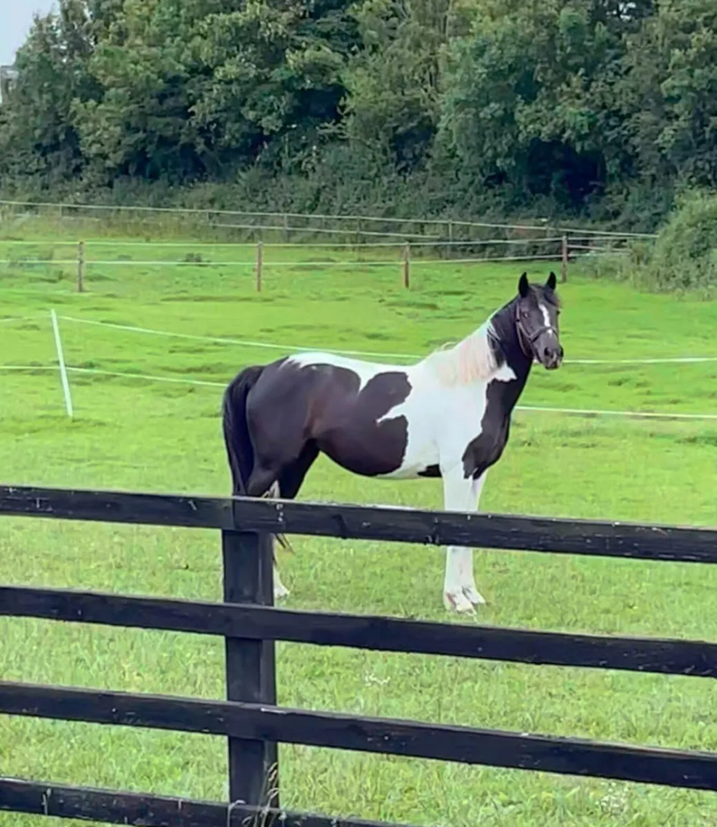 Horse - coloured sporthorse filly - Image 3