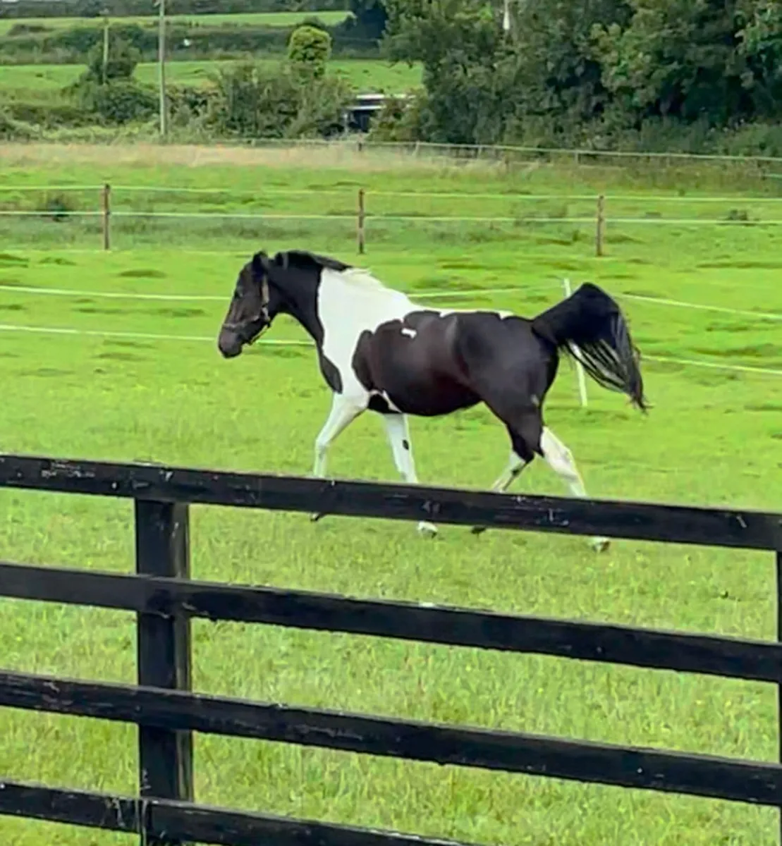 Horse - coloured sporthorse filly - Image 4