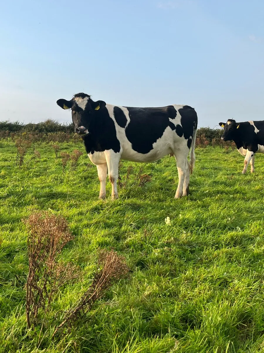 Maiden heifers REQUIRED