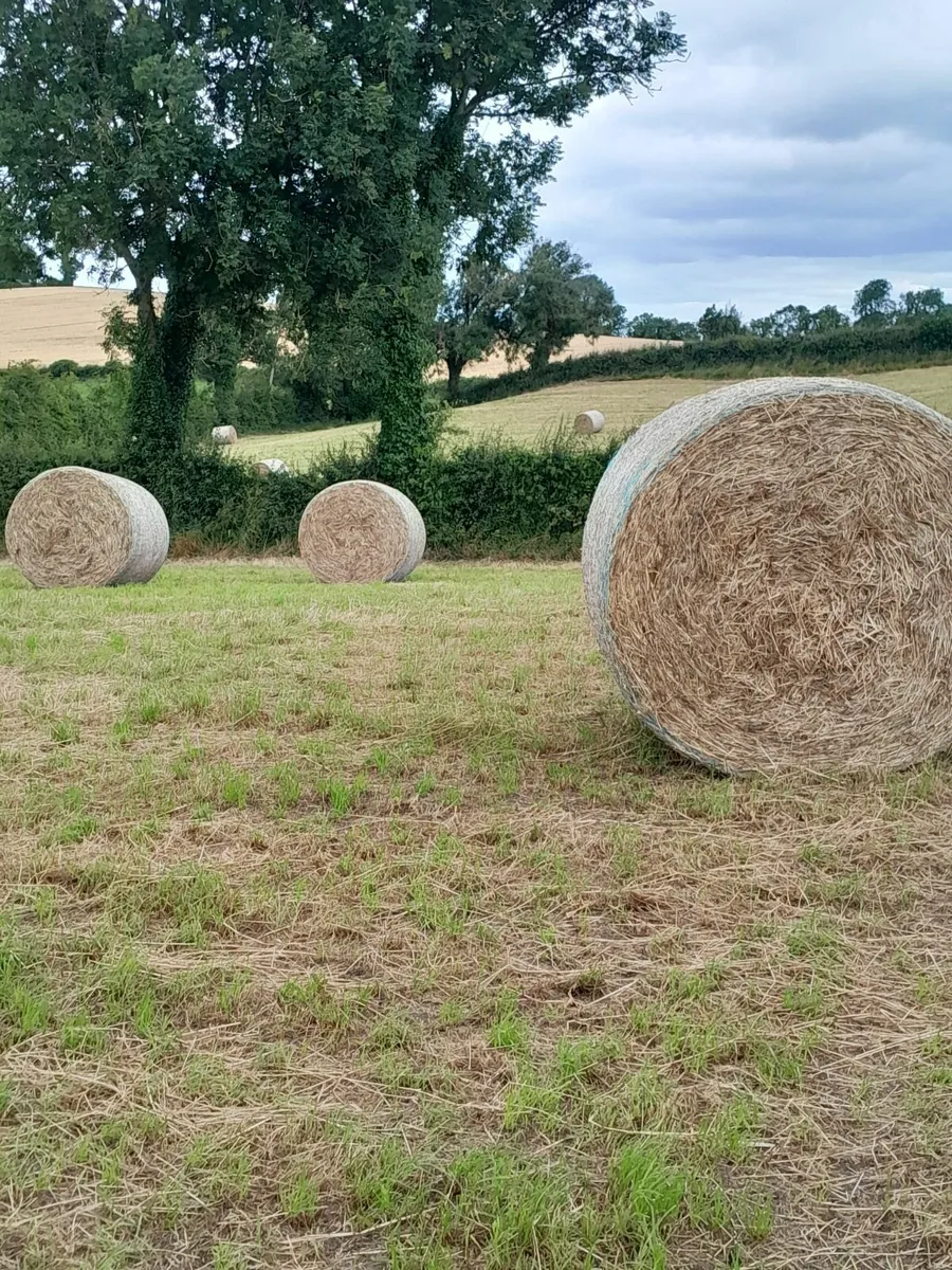 Round bales of Green hay - Image 1