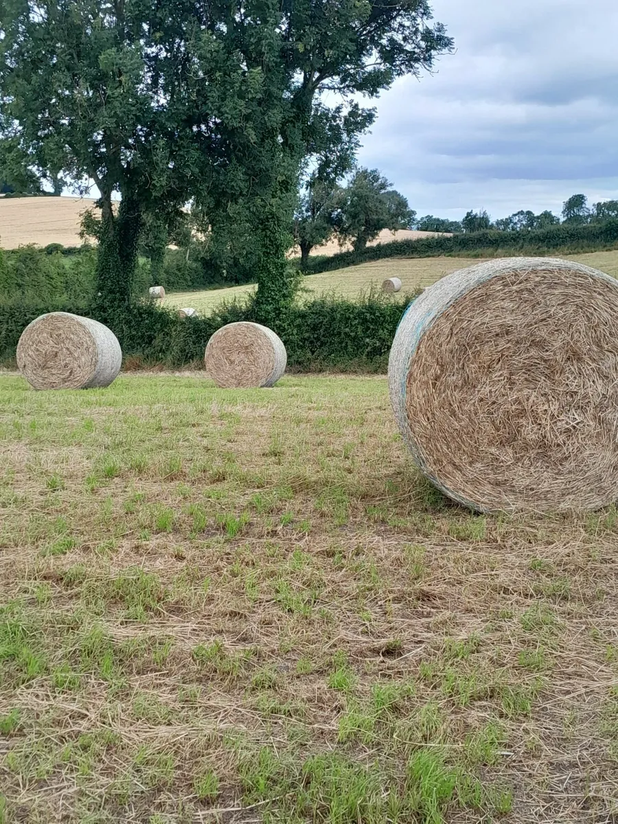 Round bales of Green hay - Image 2
