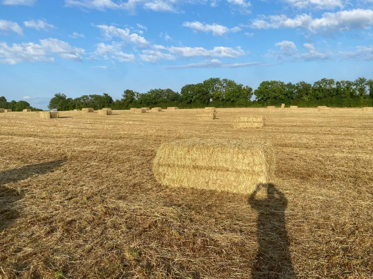 Hay for sale - Image 1