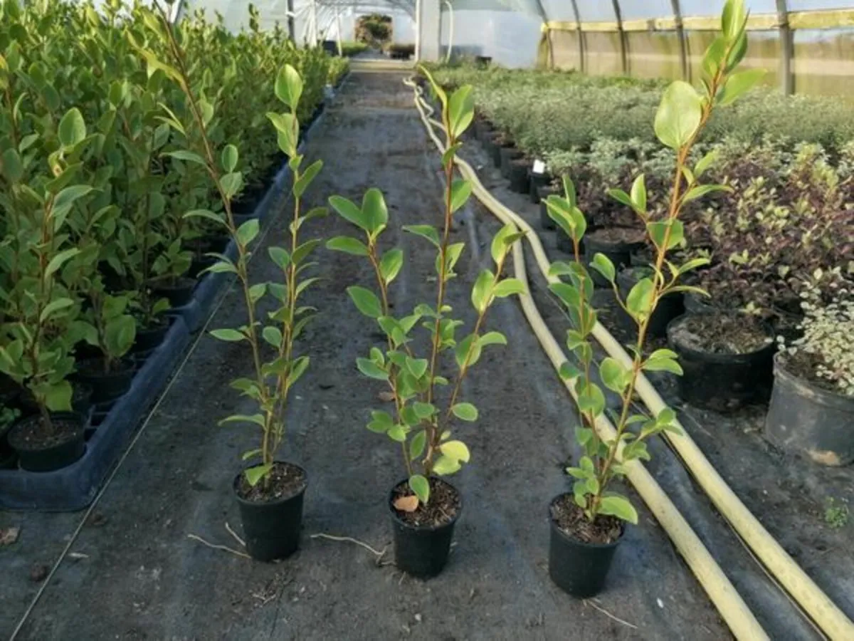 Griselinia Hedging - Image 3