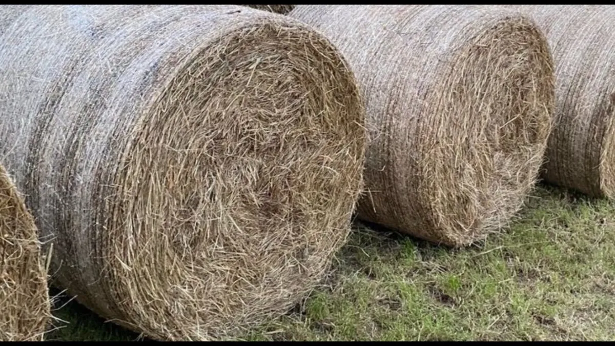 Hay