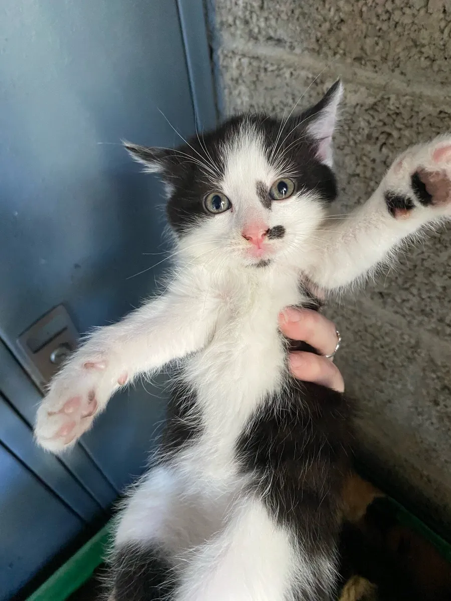 Kittens - Image 1